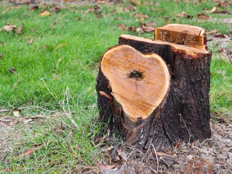 tree stump removal 01