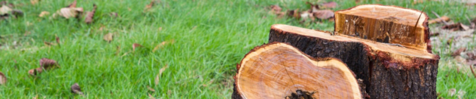 tree stump removal lancashire 01