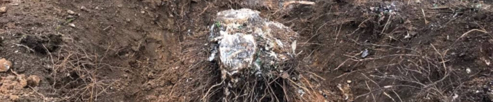 tree stump removal lancashire 02